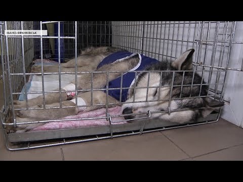 В ямі під господарською будівлею ледь жива тварина пробула чотири дні. Люди просили Івана відпустити собаку, та він відм