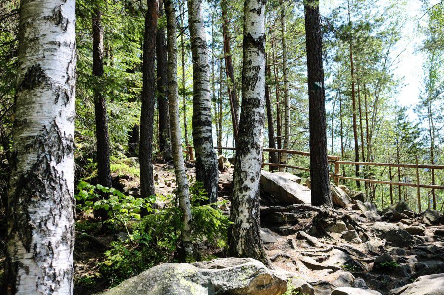 "Стежка Довбуша" розташована на правобережжі річки Прут