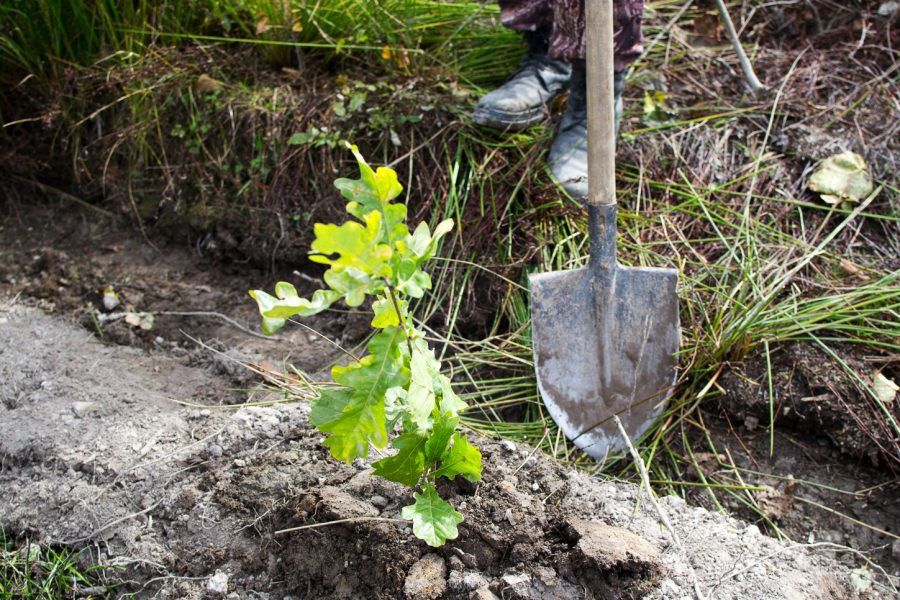 Загалом навесні буде створено 580 га молодих лісів