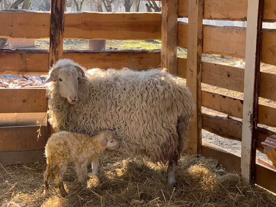 Нещодавно в овець народилися малята