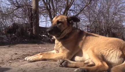 Настя вже навіть встигла отримати на фронті бойове поранення і дивом була врятована 