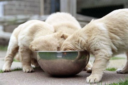 Ілюстрація. Чотирилапі безхатьки отримали прихисток у "Домі Сірка"