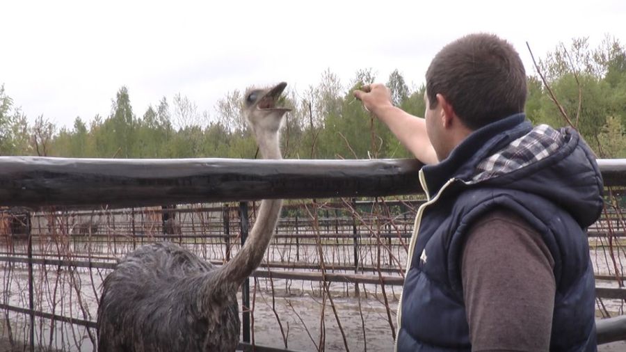 До відвідувачів страуси привітні, проте полюбляють пощипувати людей за одяг