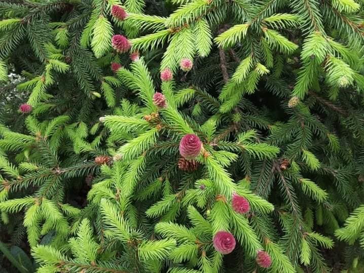 Шишки спочатку зелені або фіолетові, а пізніше стають бурі