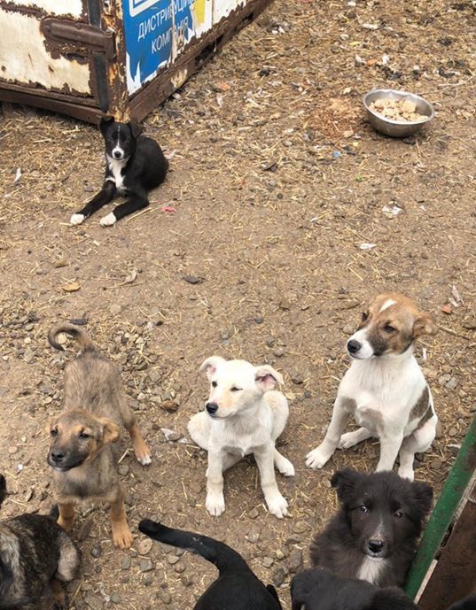 Для кожного цуцика потрібно по 2 вакцини