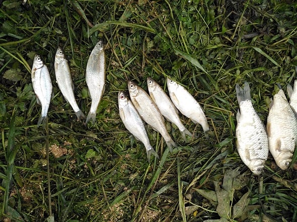 Прикарпатці незаконно виловлюють рибу