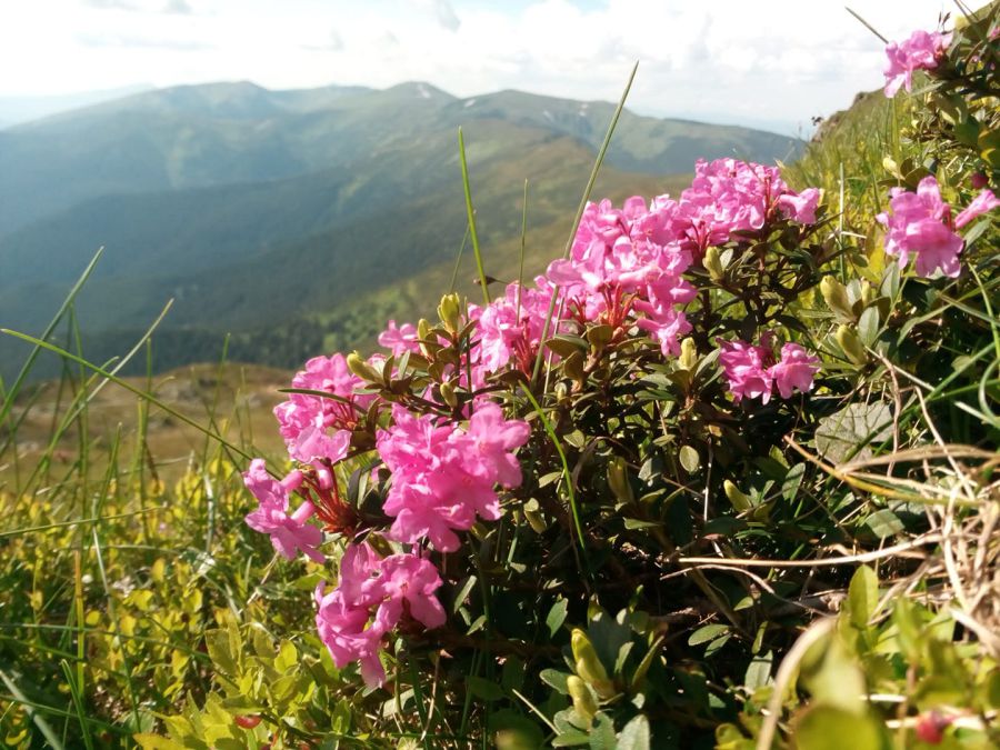 Червону руту здавна вважають таємничою, бо вона росте далеко в горах. Фото: Василь Фіцак