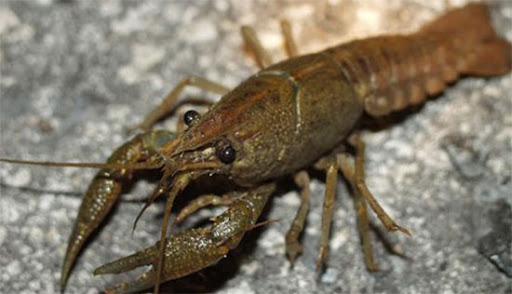 Ілюстрація. Мінімальний розмір, дозволений до вилову рака, становить 10 см