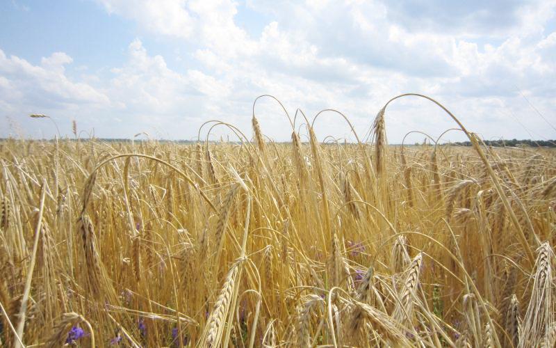 Ілюстрація. На Прикарпатті збирають урожай озимого ячменю