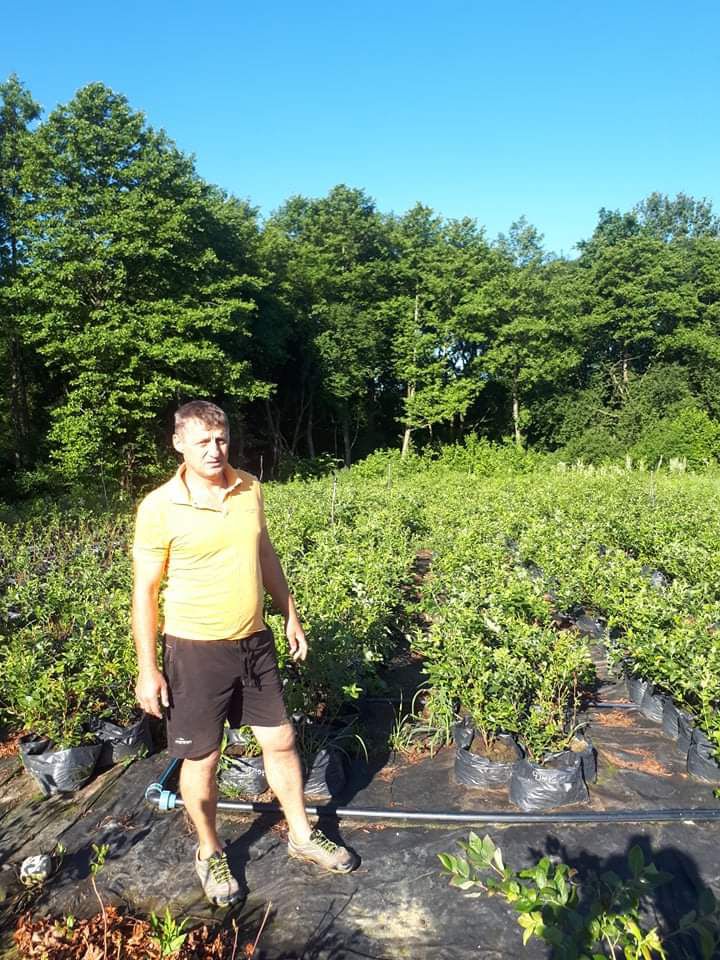 Цього року Микола Полицький вперше збирає непоганий урожай та продає ягоди