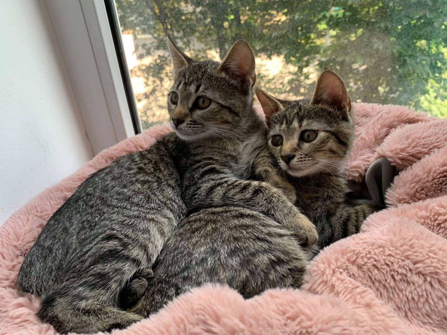 Тримісячні киці добре ловлять мишей