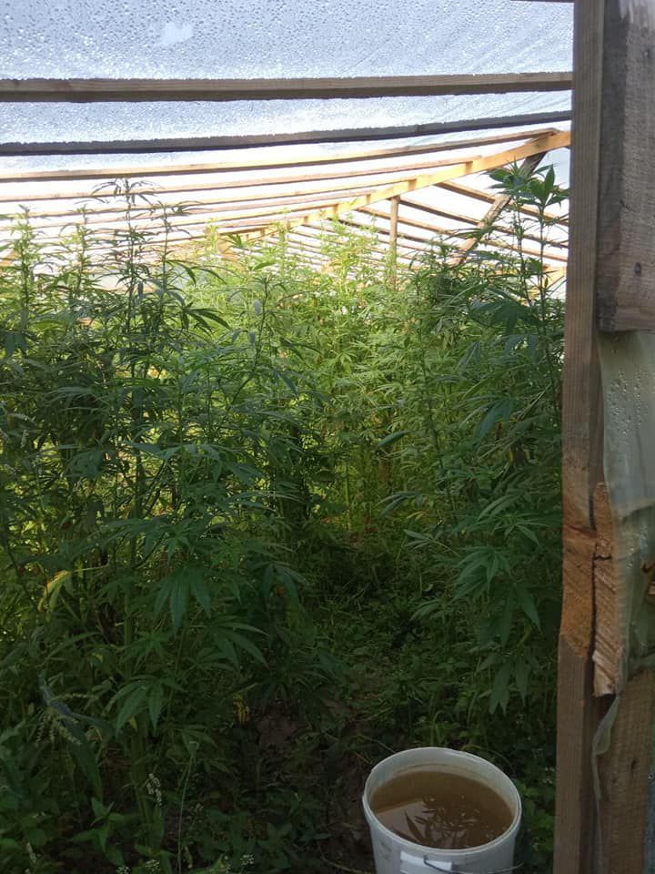 Коноплю брати вирощували в теплиці