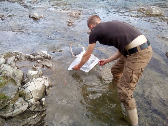 У річках Івано-Франківщини побільшало форелі річкової