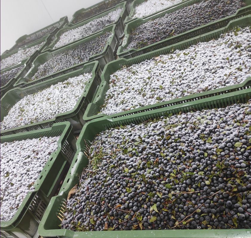 Тепер є де зберігати ягоди, зібрані у Білоберізькому ОТГ