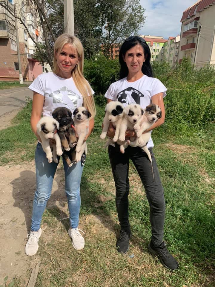 Волонтери калуського притулку дякують благодійникам за допомогу безпритульним собакам