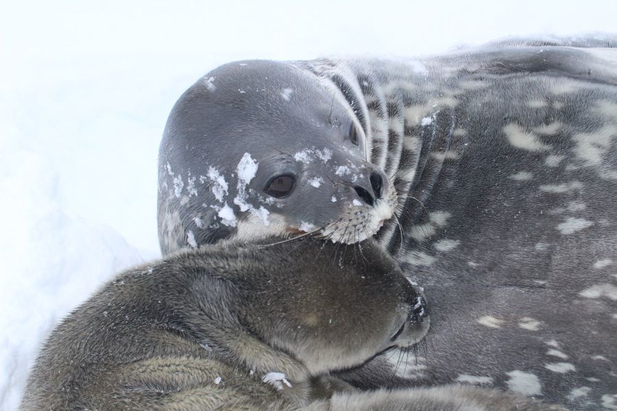 Це перше тюленя, що народилось на станції
