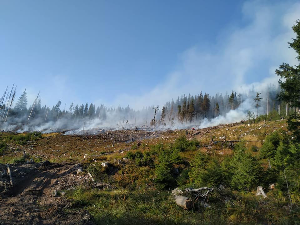 Ліс горів на відкритій території зрубу з молодими насадженнями