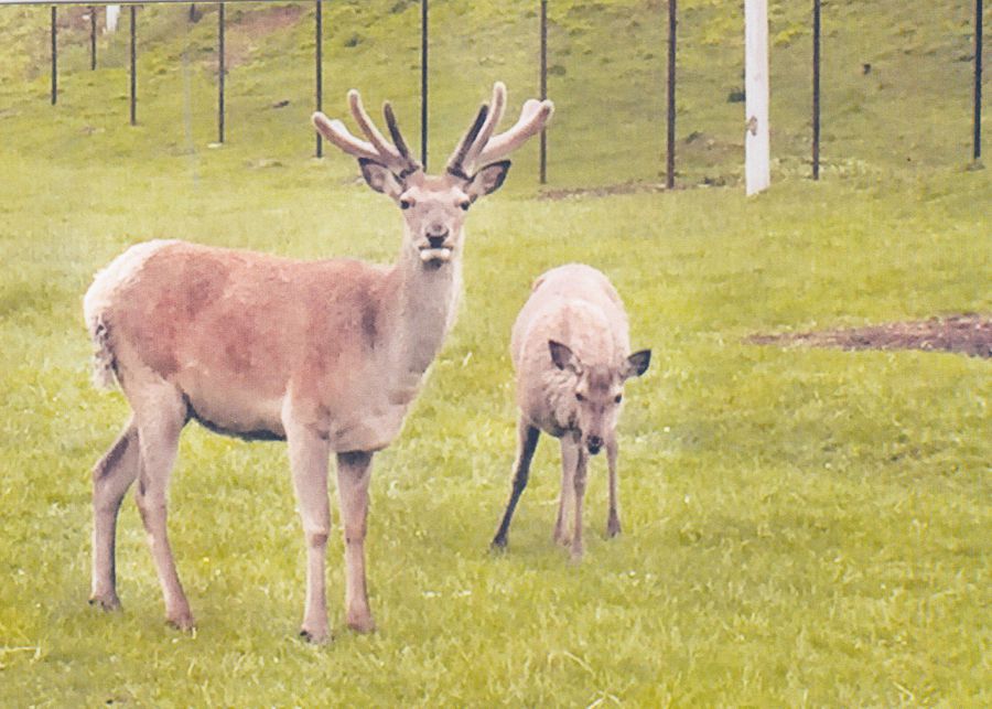 У пари оленів вже з'явилось дитинча