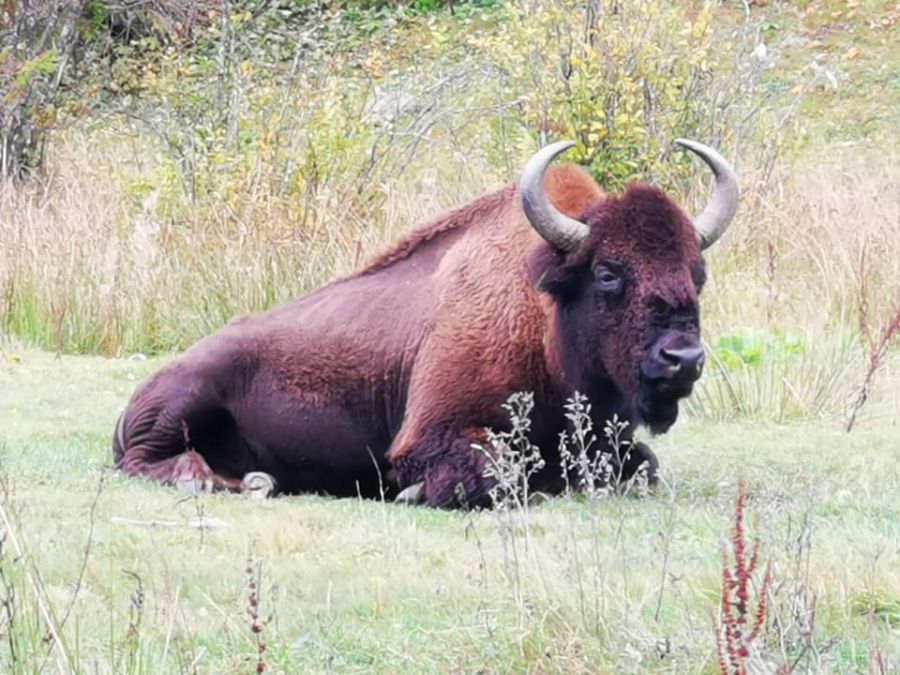 Зубрам, які занесені в червону книгу, просто не вистачає їжі.  