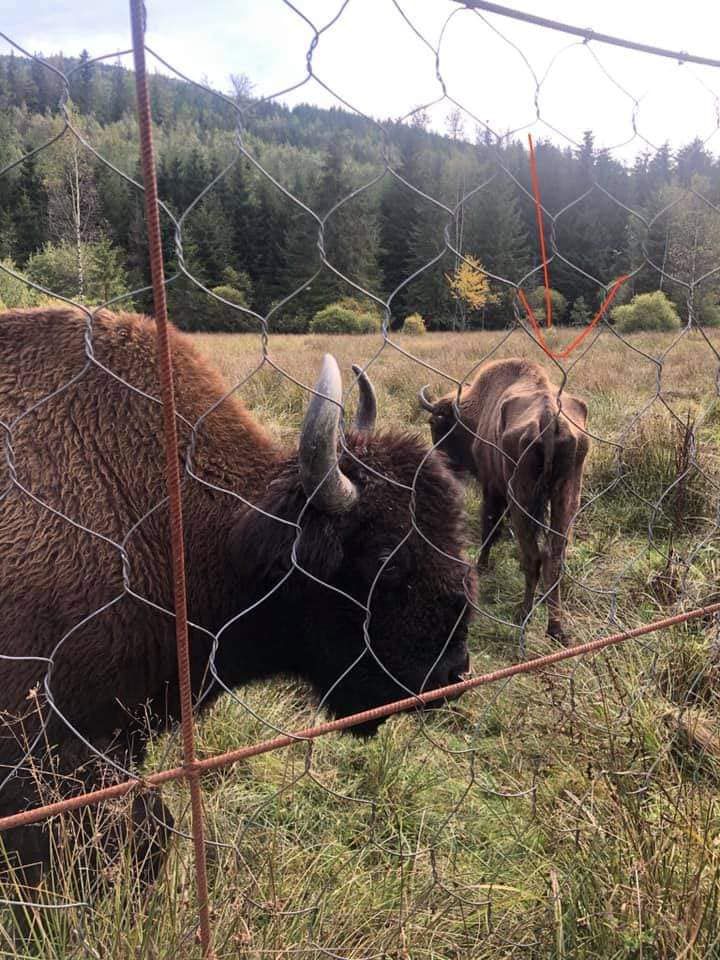 У Галицькому національному парку подбають про зубрів