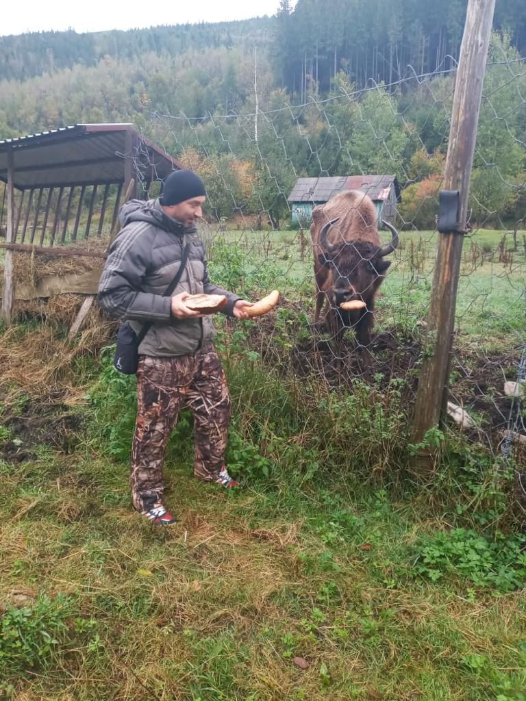 Інспектори запевняють, що бізони знаходяться в нормальному стані
