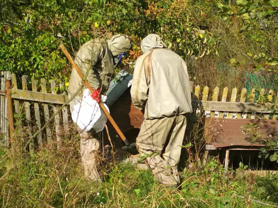 Укуси шершня досить болючі, при наявності алергії на осину отруту — небезпечні для життя