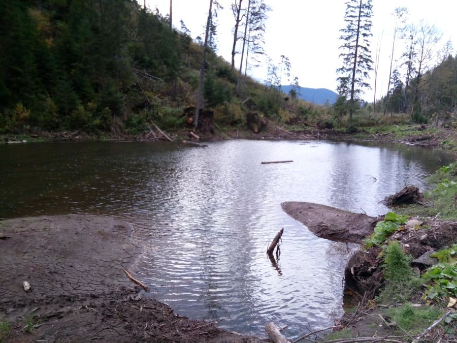 Лісники допомогли активістам очистити озеро від сосен, які впали, та підсипали дамбу