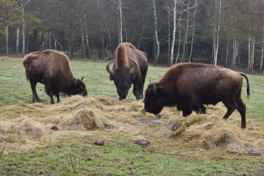 Для бізонів розроблені раціони для збалансованої відгодівлі.