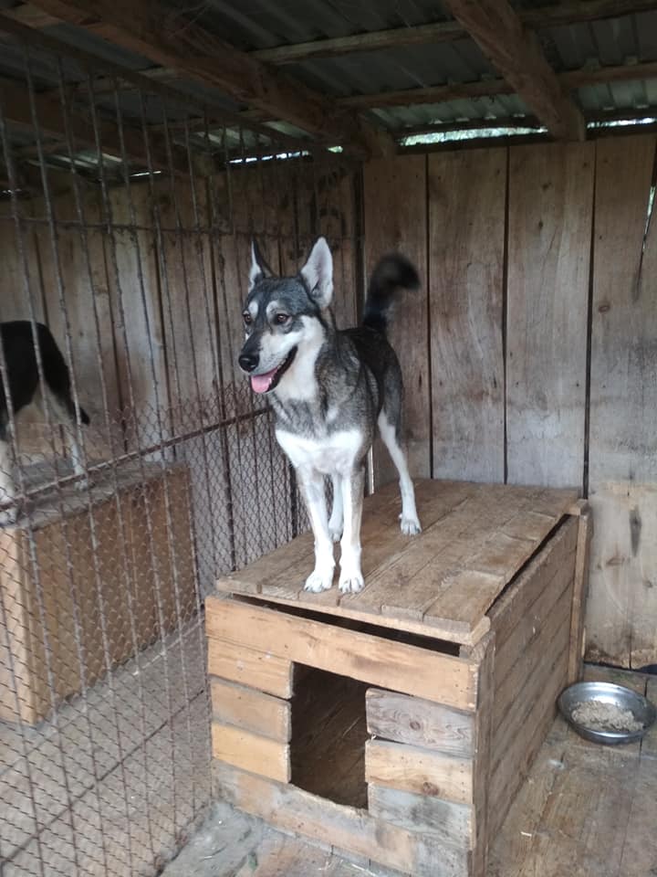 В притулку можна знати для себе вірного друга