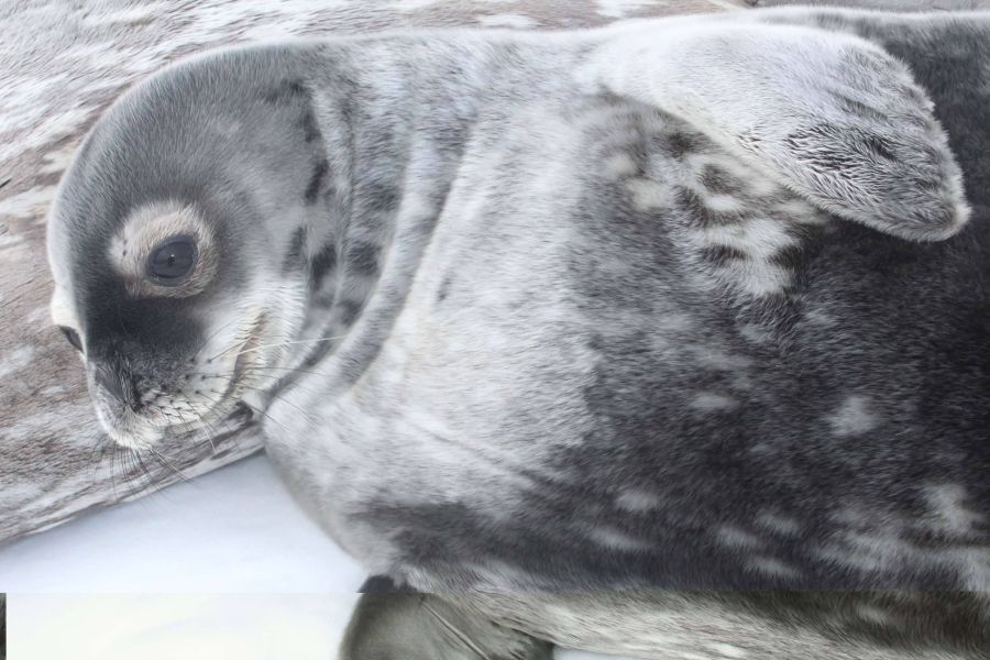 На станції народилося ще 8 тюленят (загалом 5 хлопчиків і 4 дівчинки).