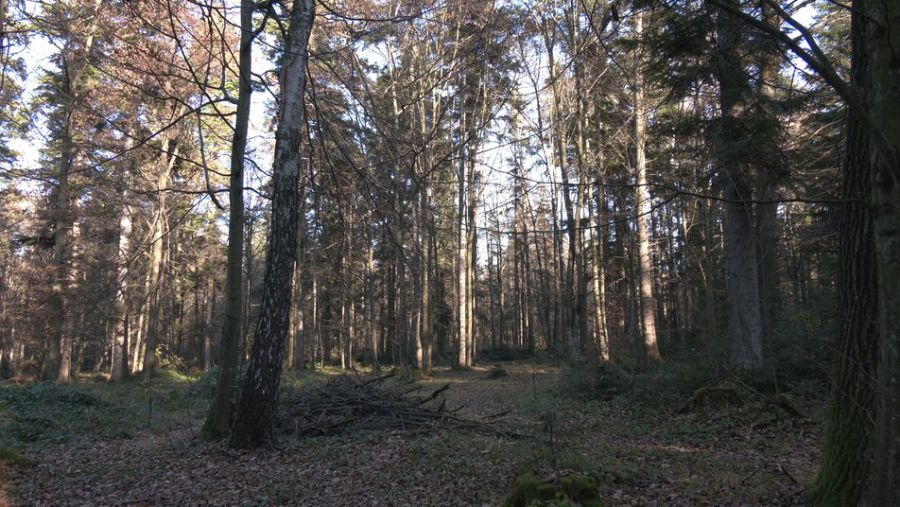 В Чорному лісі розташована могила командира УПА Різуна