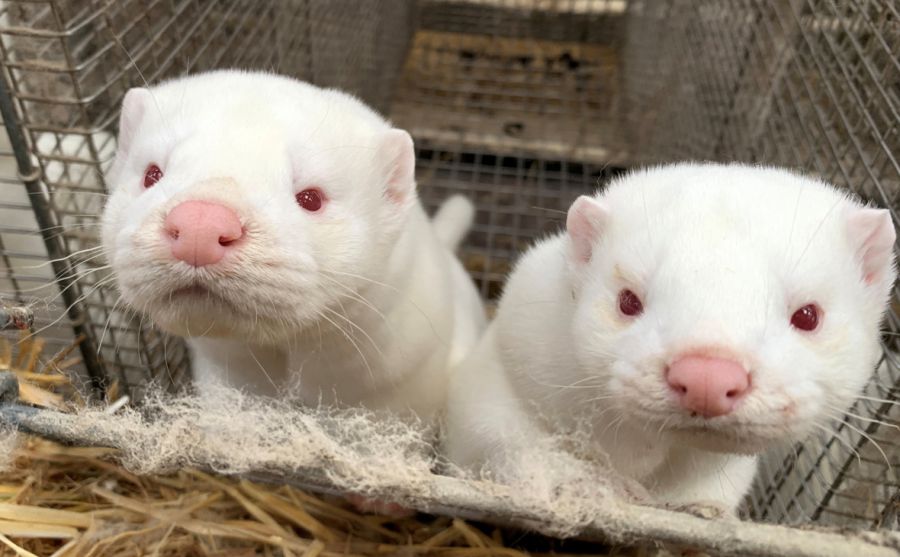 Ілюстрація. Нещодавно у Данії вбили всіх норок через те, що вони заразились коронавірусом