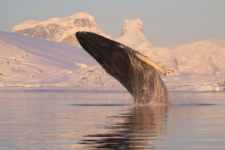 Стрибки для цих тварин можуть бути способом комунікації