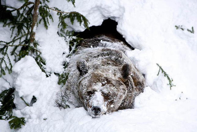 Ілюстроване фото. Цього року ведмеді в сплячку не впали