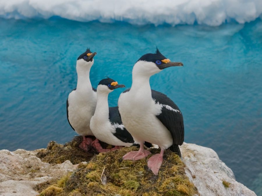 Баклани часто оселяються там, де пінгвіни