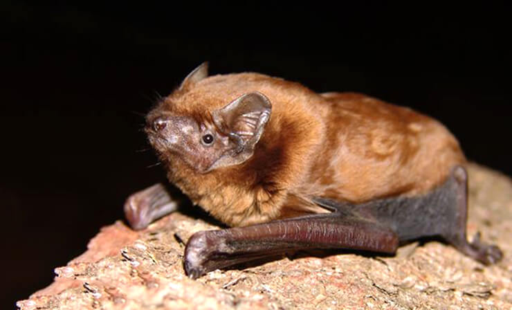 Багато цих тварин живе в Гамбурзі, Відні, Брно та інших великих європейських містах