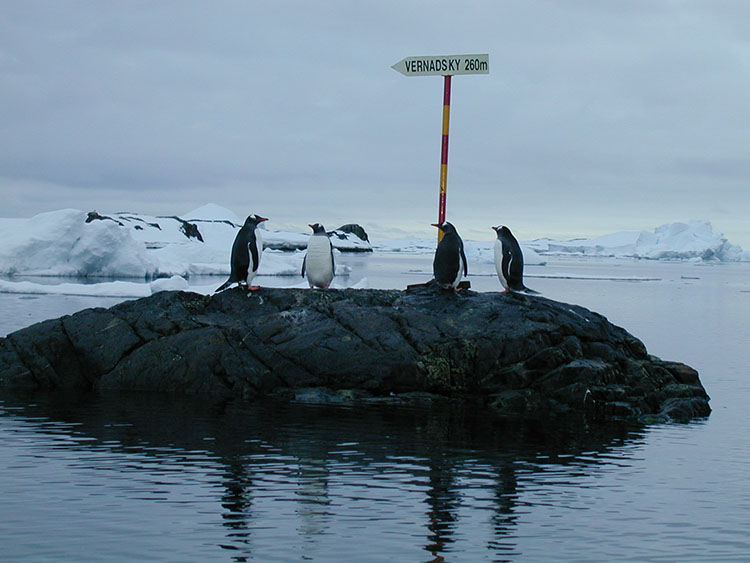 Загальна чисельність в регіоні оцінюється у 25-30 тисяч птахів.