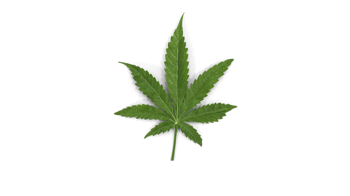 Ілюстрація. Канабіс використовують у лікуванні різних хвороб