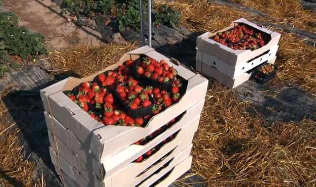 Фермер багато експериментував, щоб добитись такого результату