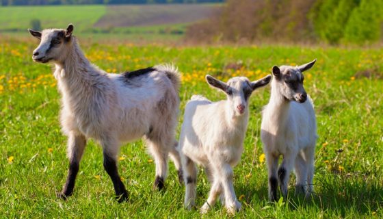 Ілюстрація. На каналі блогерки вже понад 100 відео