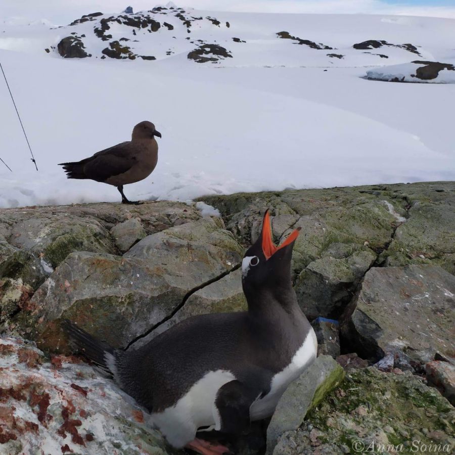 Повернення цього птаха сигналізує про прихід весни