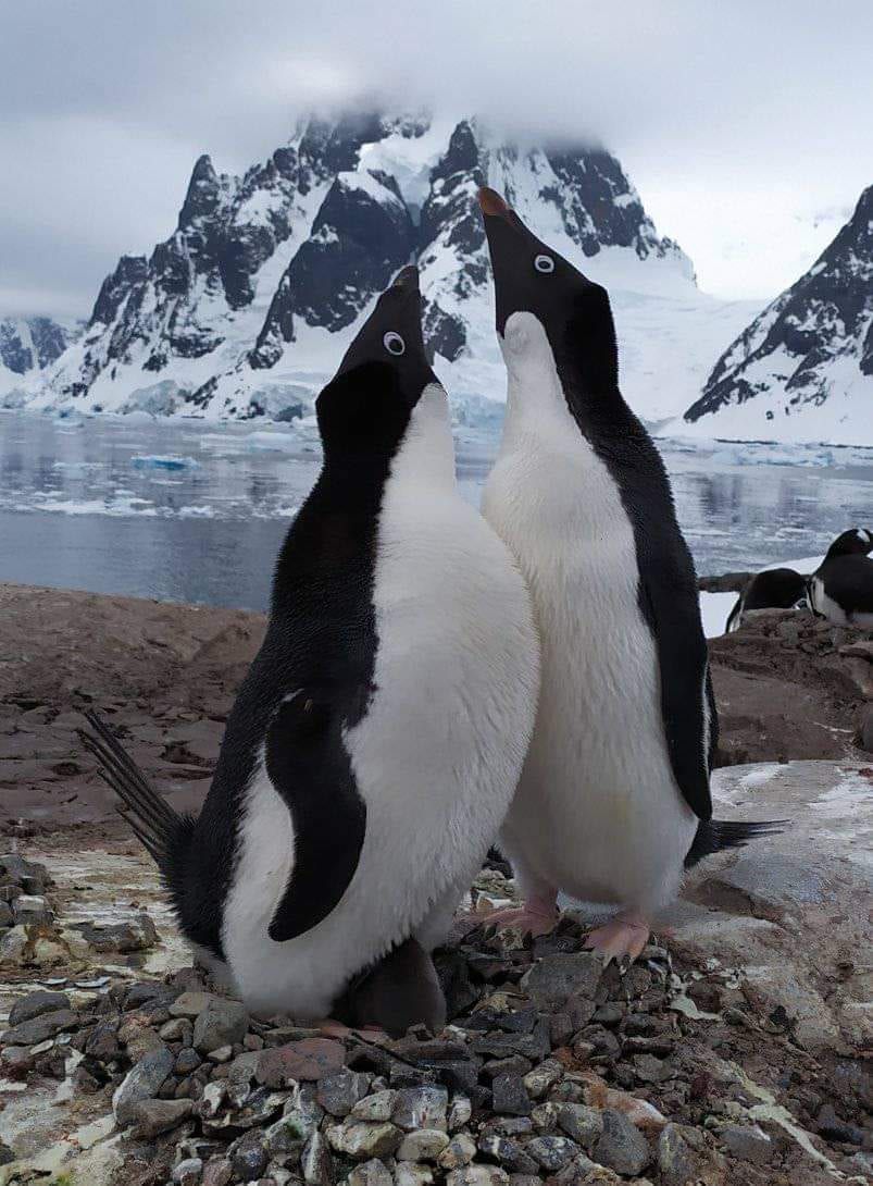 У пінгвінів яйця насиджують зазвичай обоє батьків.