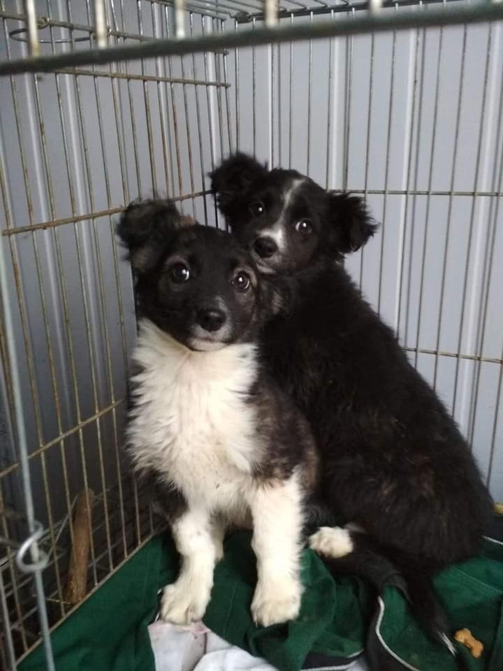 Собаки зачекались на нових господарів