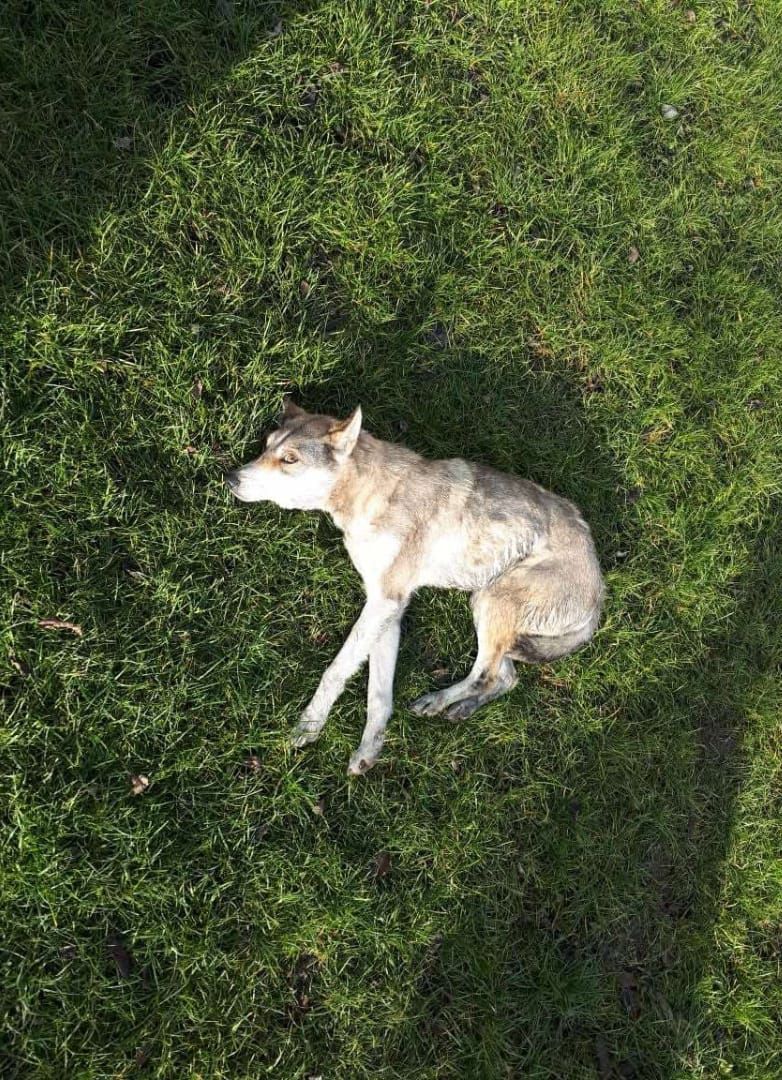 Двоє підлітків жорстоко поводилися з собакою