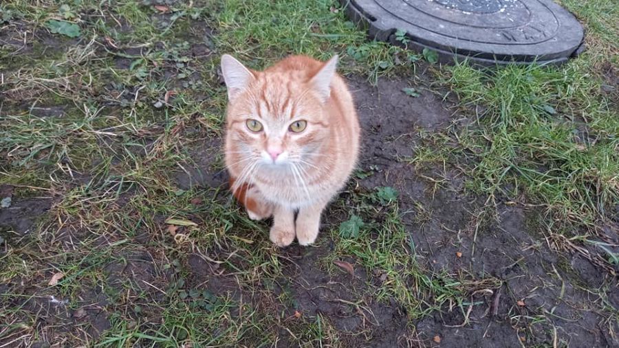 Ваську поспіх і шум поки що лякає. Але він уже вітає всіх із Новим роком