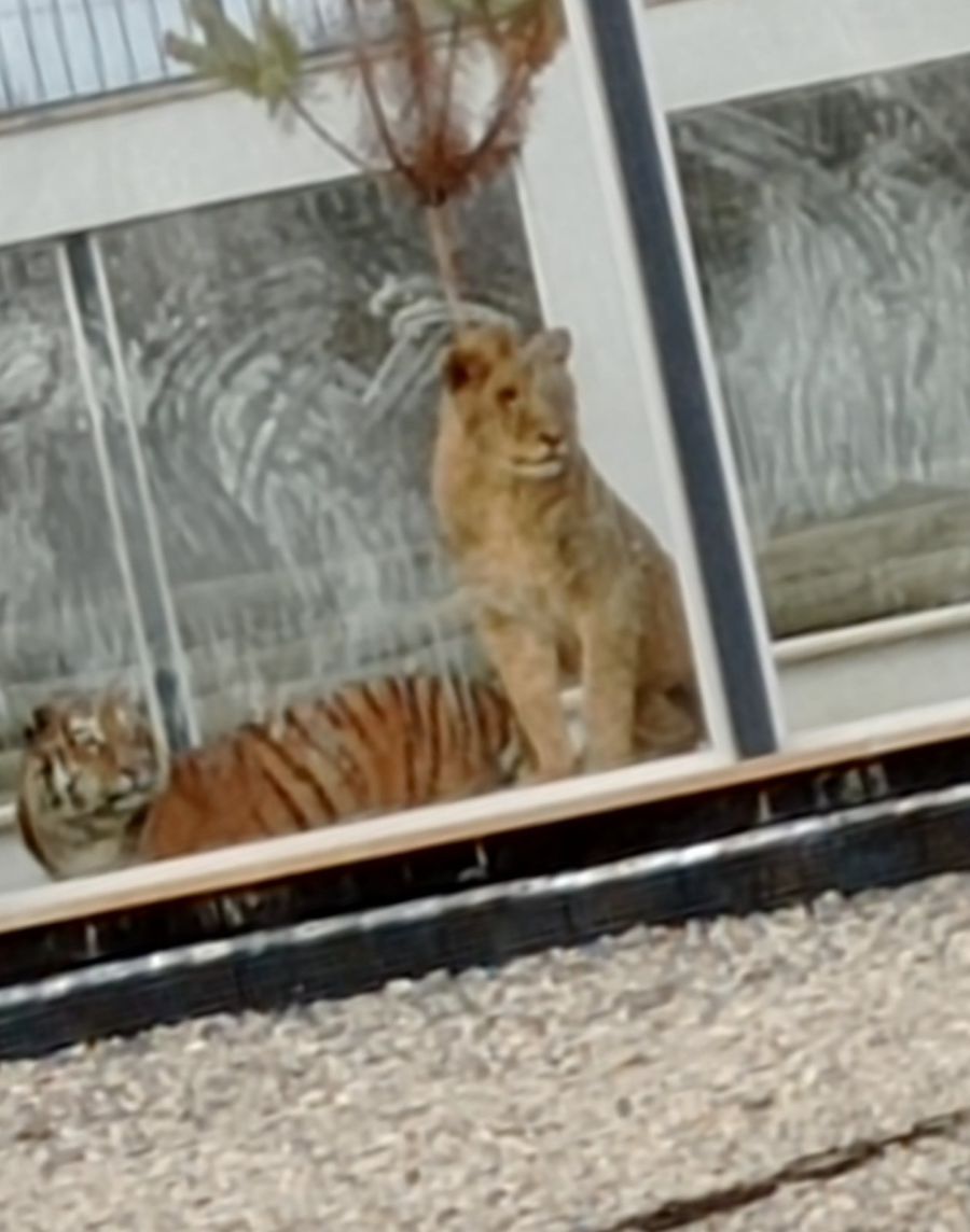 Хижаки на території парку живуть у вольєрах