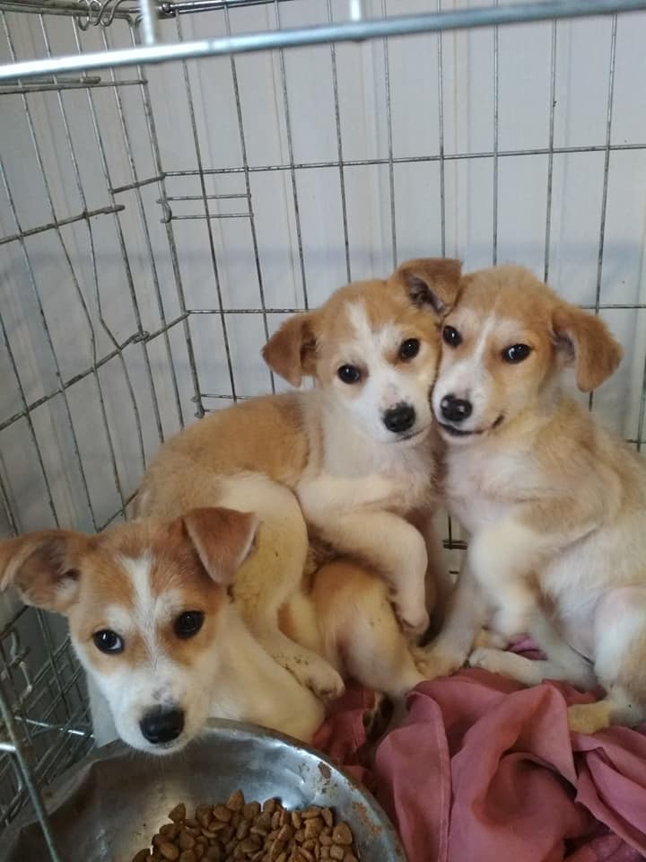 Собаки вже вакциновані.