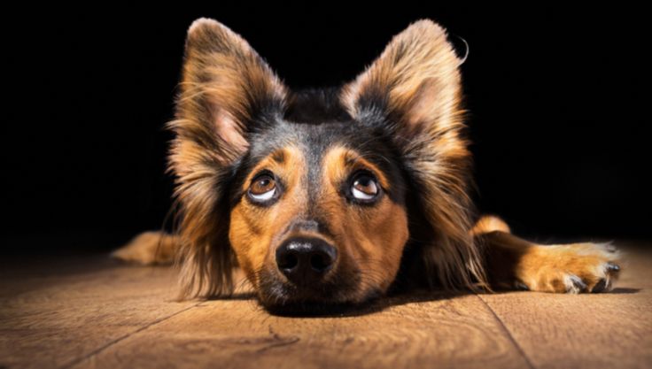 Ілюстрація. Не залишайте цуциків в скруті.