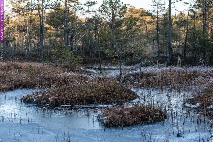До цього болота ведуть створені екостежки.