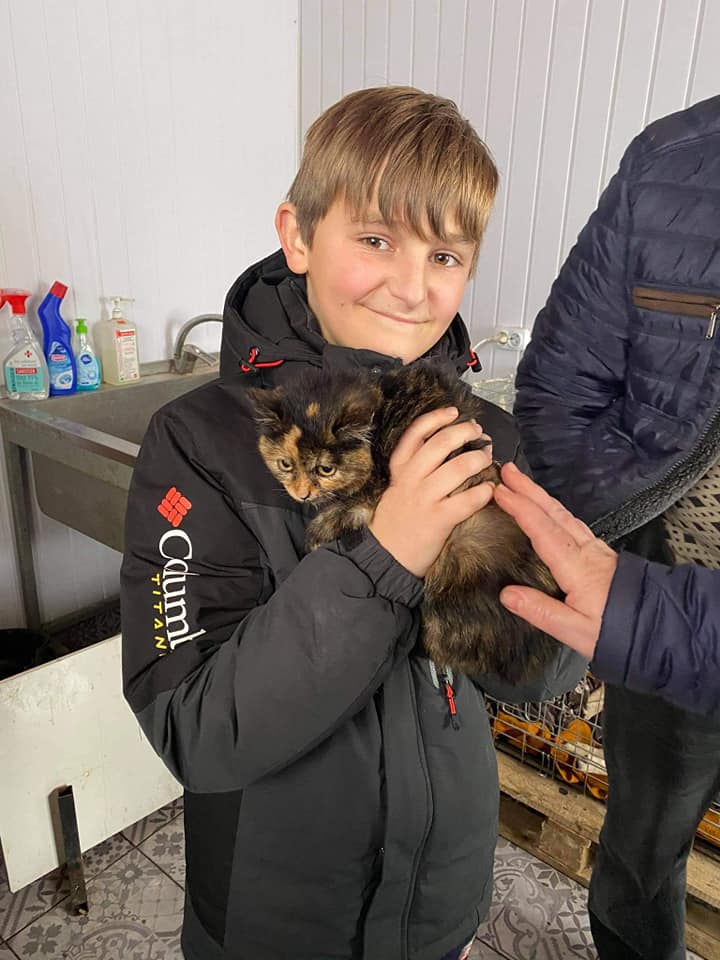 Нові домівки отримали не тільки собаки, але й коти